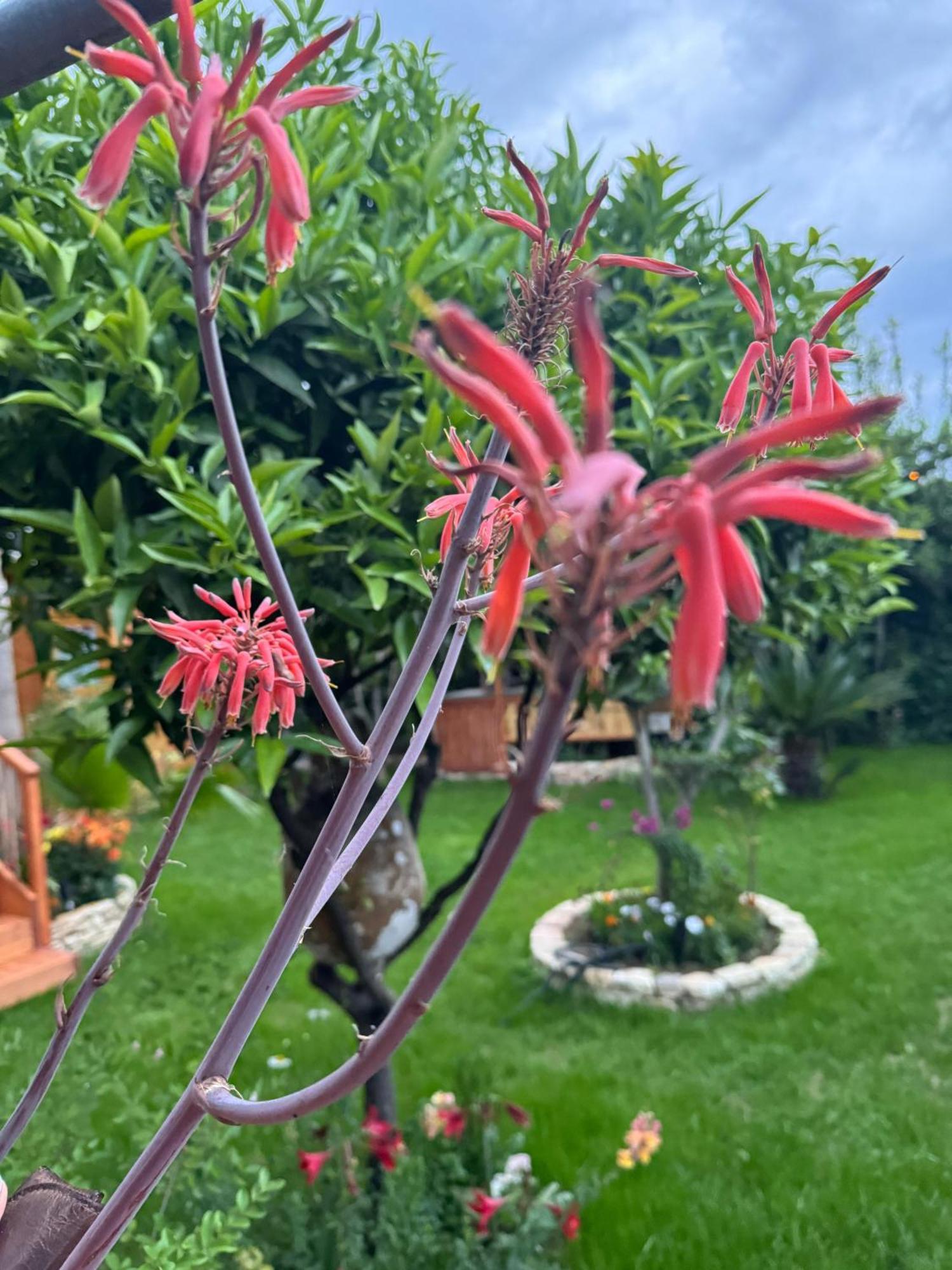 Villa Verde Vlore Appart hôtel Vlorë